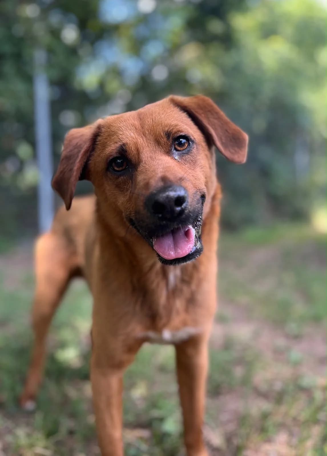 Cooper, male 3yo Mixed Breed for adoption at Tierschutzverein Bad Wildungen, Bad Wildungen
