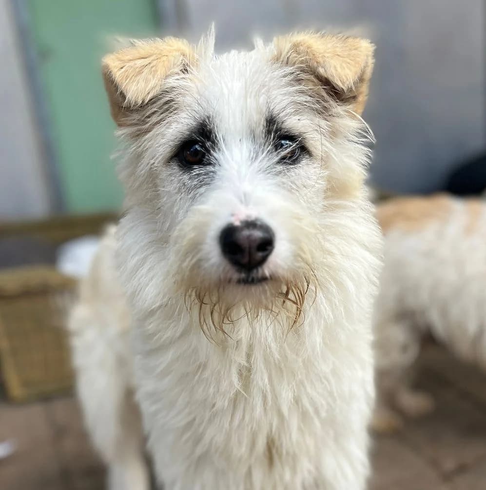 Fiete, female young Mixed Breed for adoption at Tierschutzverein Bad Wildungen, Bad Wildungen