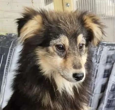 Foxy, female young Mixed Breed for adoption at Tierschutzverein Bad Wildungen, Bad Wildungen