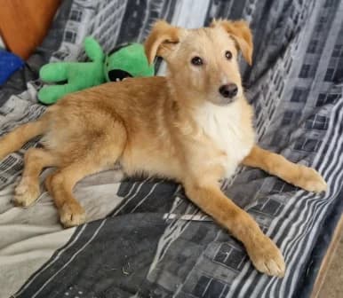 Freddy, male young Mixed Breed for adoption at Tierschutzverein Bad Wildungen, Bad Wildungen