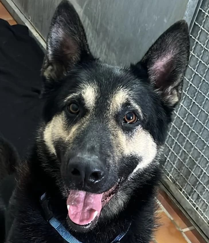 Gustav, male 3yo German Shepherd for adoption at Tierschutzverein Bad Wildungen, Bad Wildungen