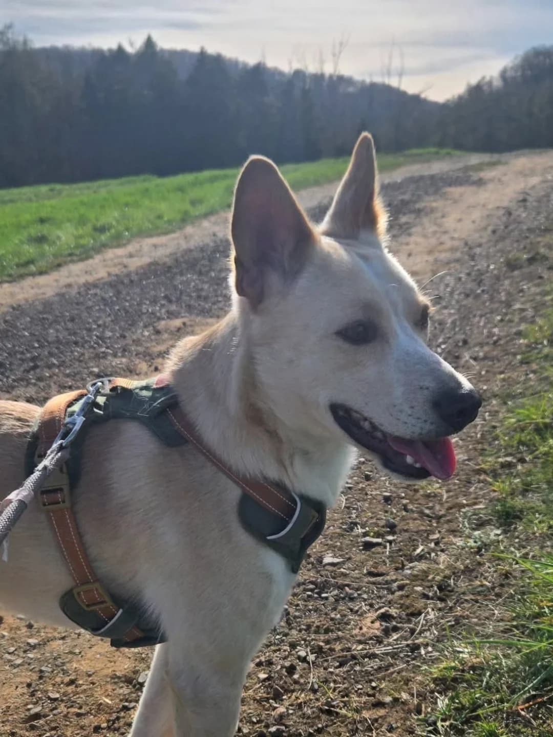 Ilipo, male 4yo Mixed Breed for adoption at Tierschutzverein Bad Wildungen, Bad Wildungen