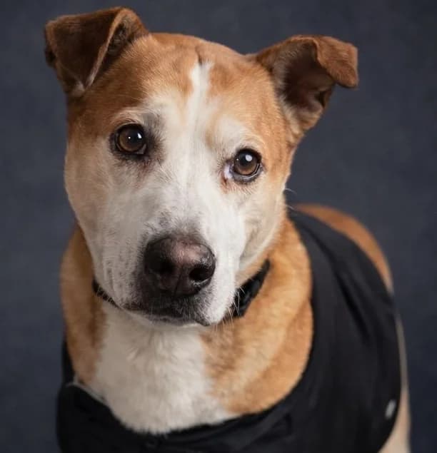 Jack, male senior Mixed Breed for adoption at Tierschutzverein Bad Wildungen, Bad Wildungen
