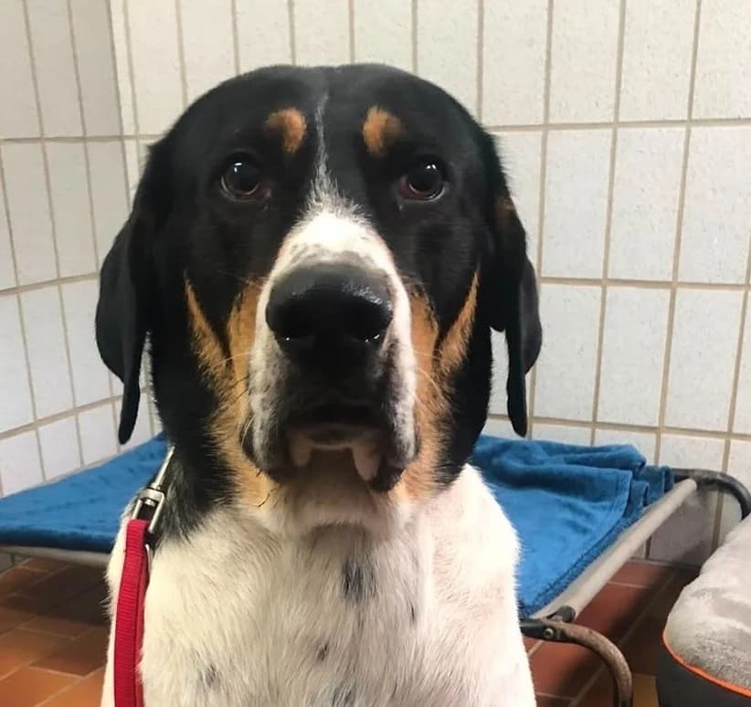 Keks, male 3yo Mixed Breed for adoption at Tierschutzverein Bad Wildungen, Bad Wildungen