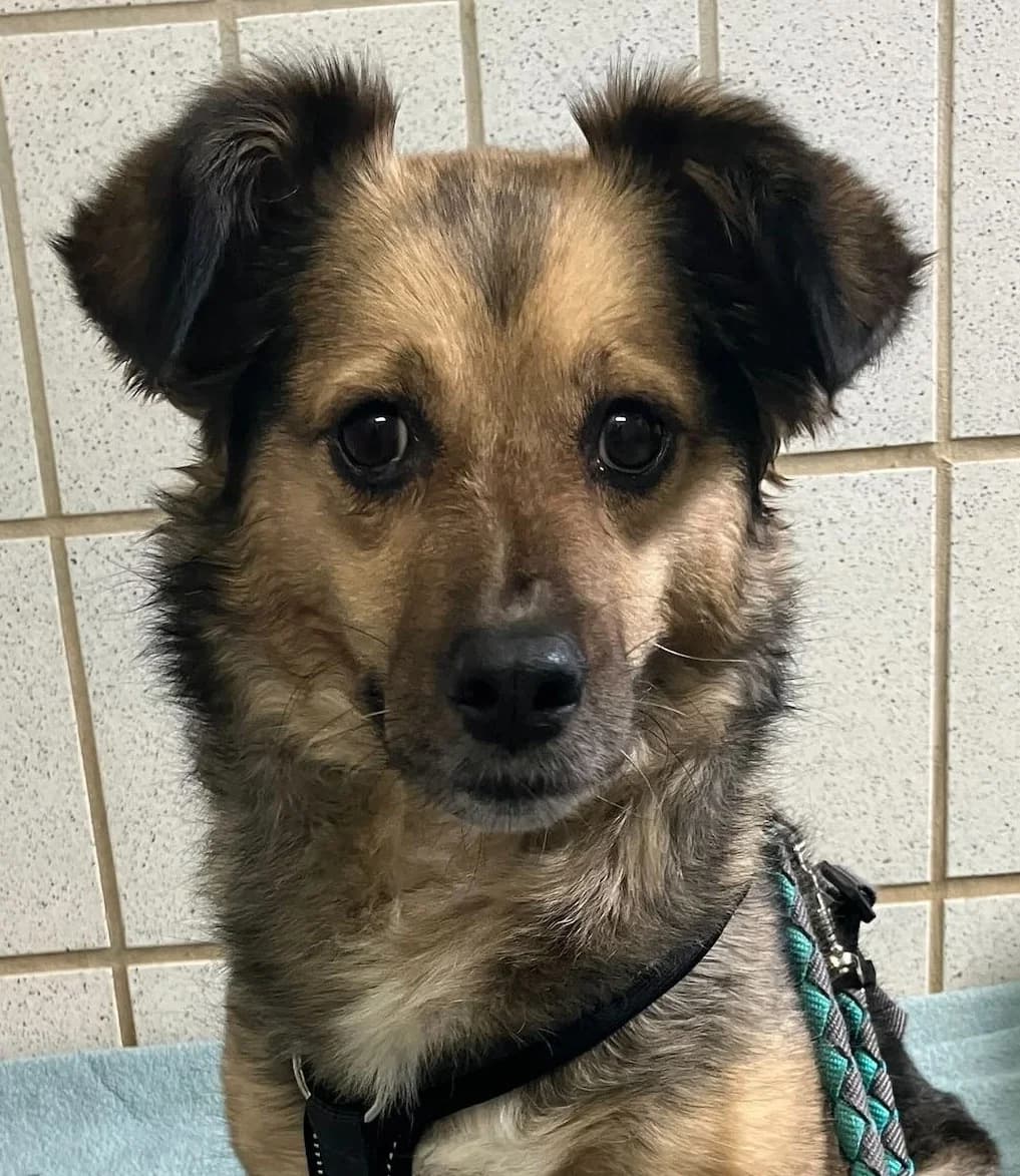 Kira, female 6yo Mixed Breed for adoption at Tierschutzverein Bad Wildungen, Bad Wildungen