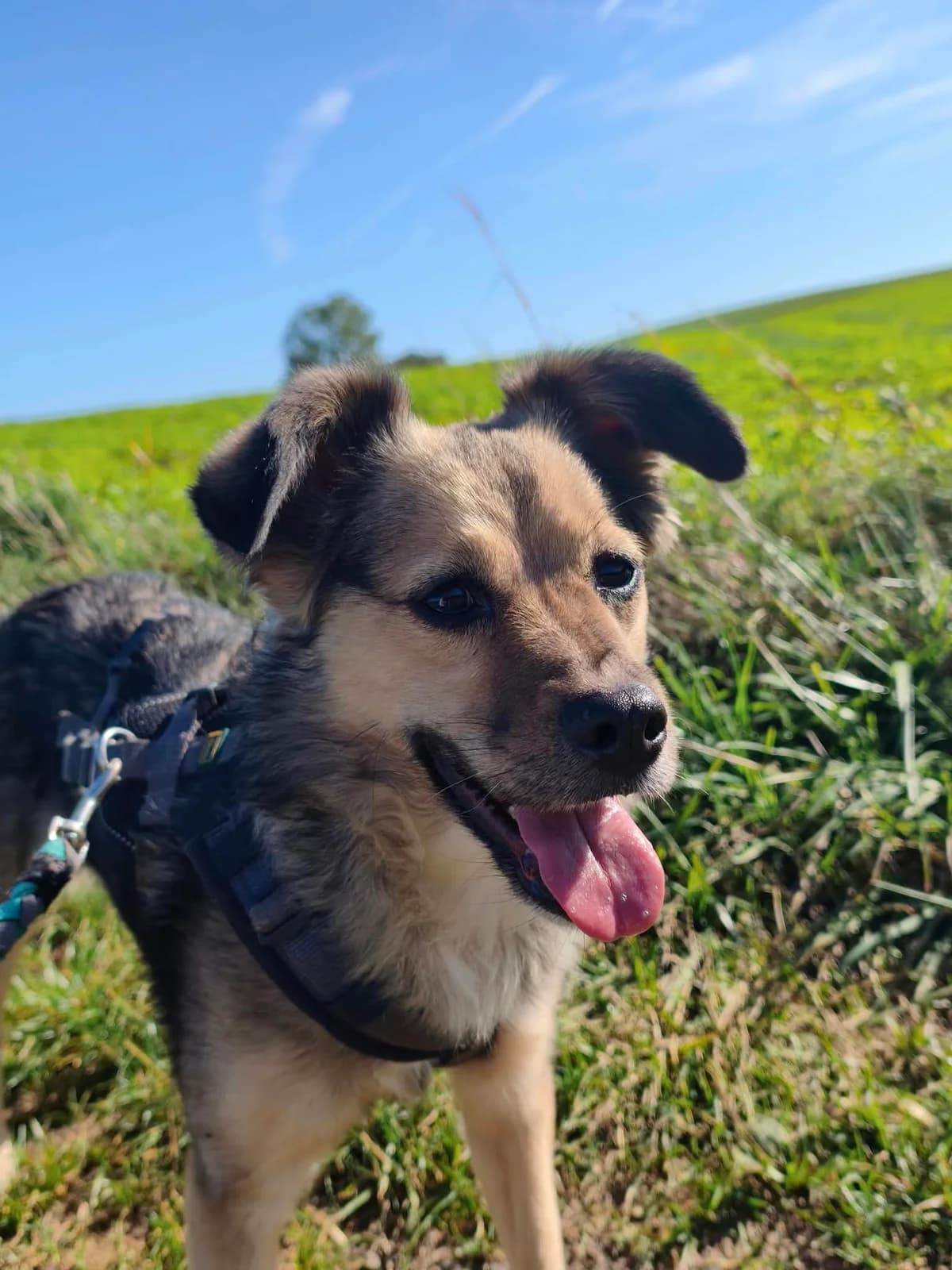 Kira, female 6yo Mixed Breed for adoption at Tierschutzverein Bad Wildungen, Bad Wildungen