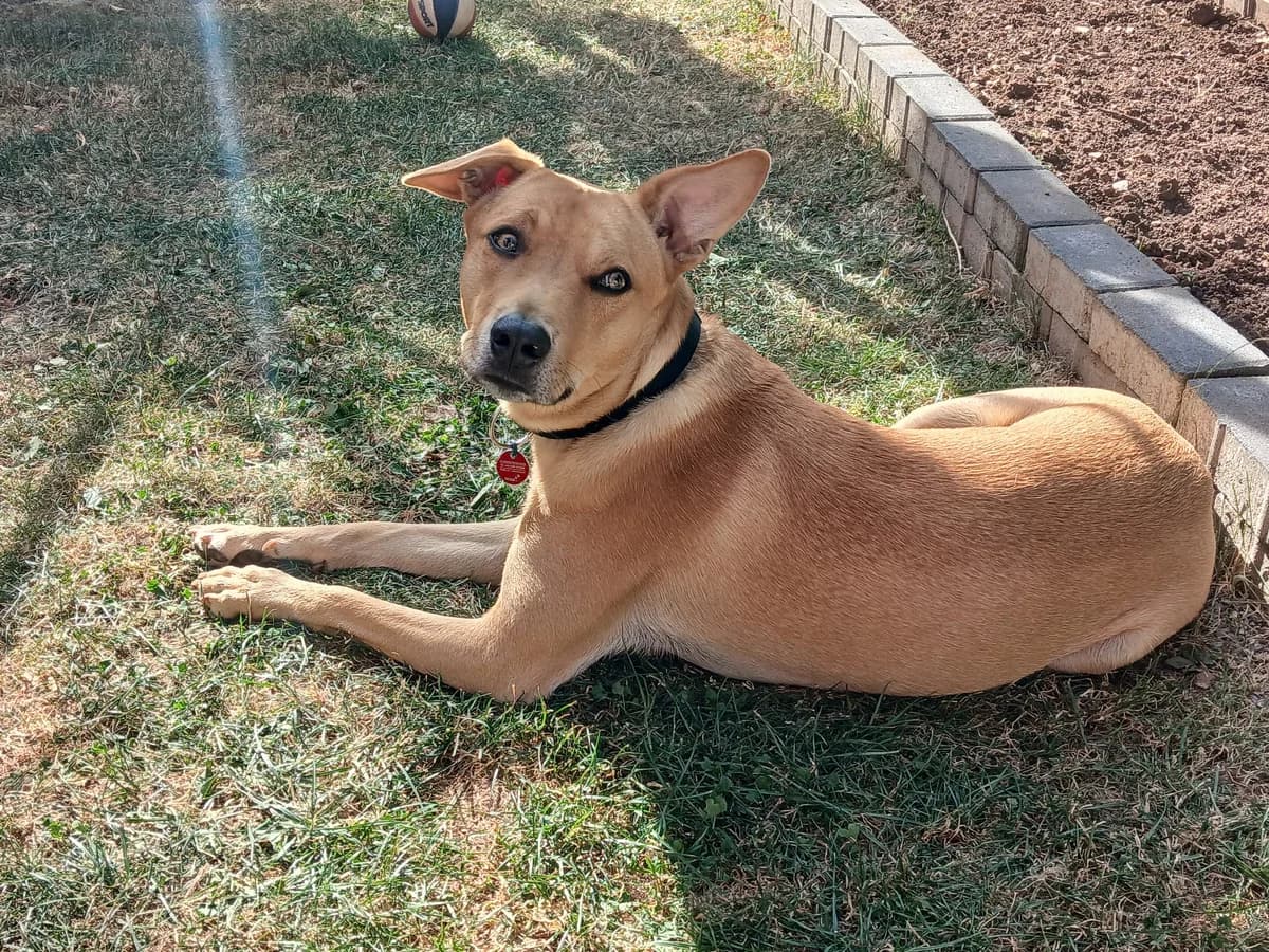 Knopf, male young Mixed Breed for adoption at Tierschutzverein Bad Wildungen, Bad Wildungen