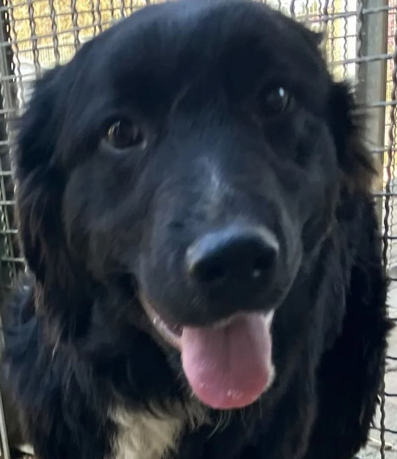 Lapetus, male young Mixed Breed for adoption at Tierschutzverein Bad Wildungen, Bad Wildungen