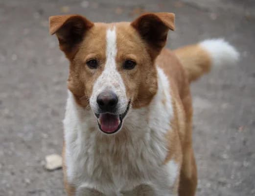 Levin, male senior Mixed Breed for adoption at Tierschutzverein Bad Wildungen, Bad Wildungen