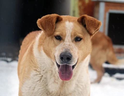 Liam, male senior Mixed Breed for adoption at Tierschutzverein Bad Wildungen, Bad Wildungen