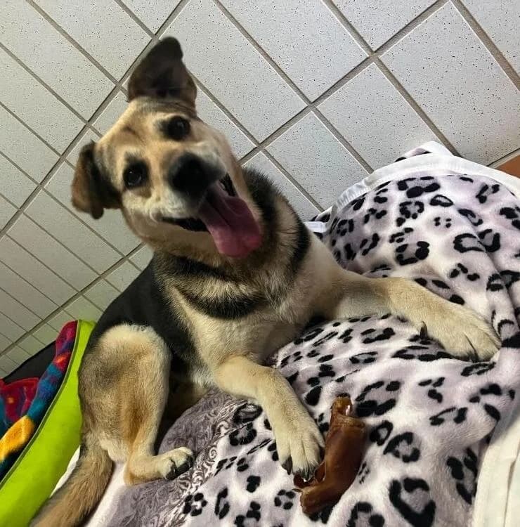 Madita, female senior Mixed Breed for adoption at Tierschutzverein Bad Wildungen, Bad Wildungen