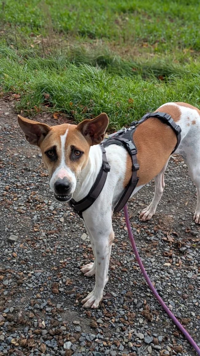 Manarola, male young Mixed Breed for adoption at Tierschutzverein Bad Wildungen, Bad Wildungen