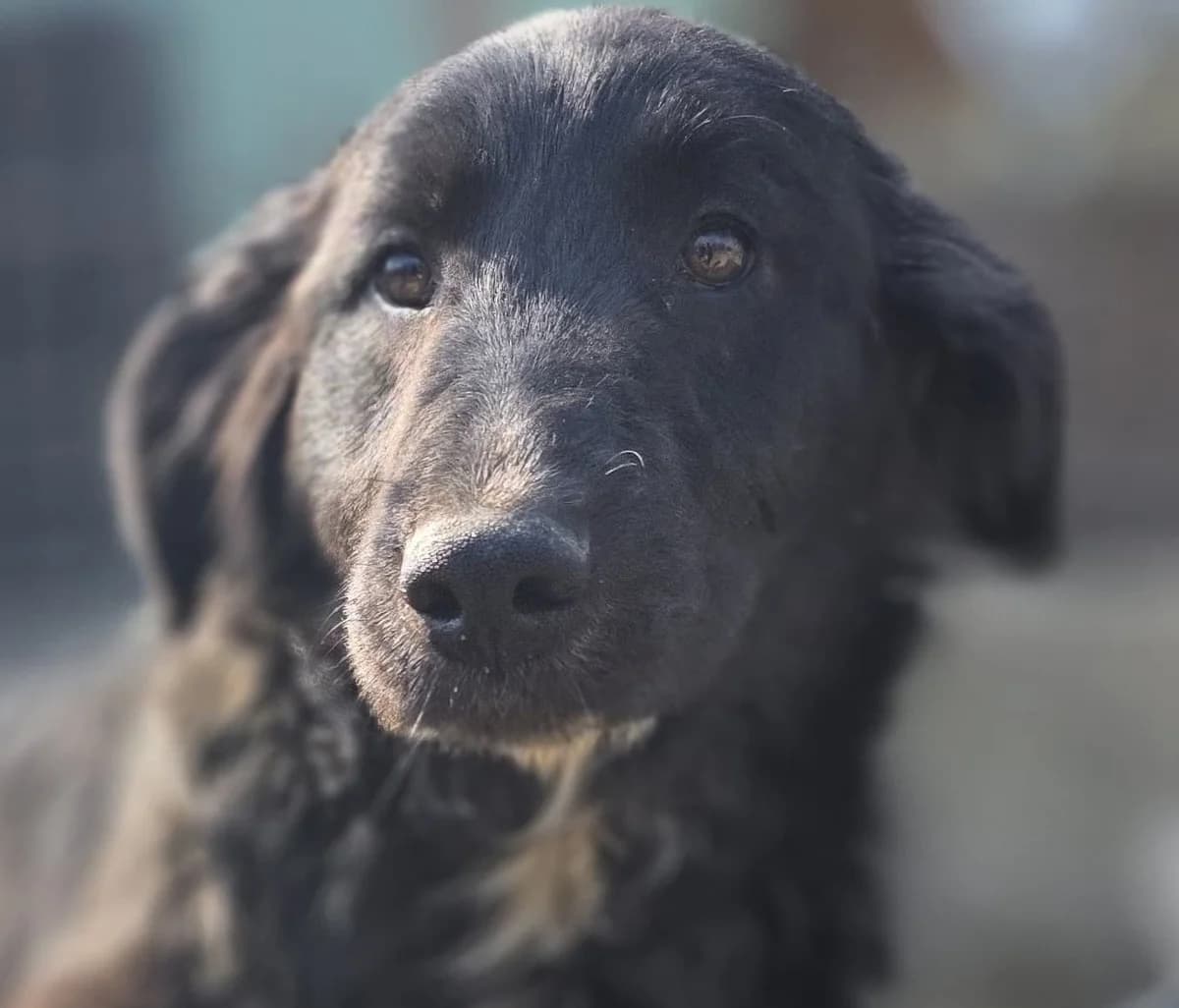 Mimos, male young Mixed Breed for adoption at Tierschutzverein Bad Wildungen, Bad Wildungen