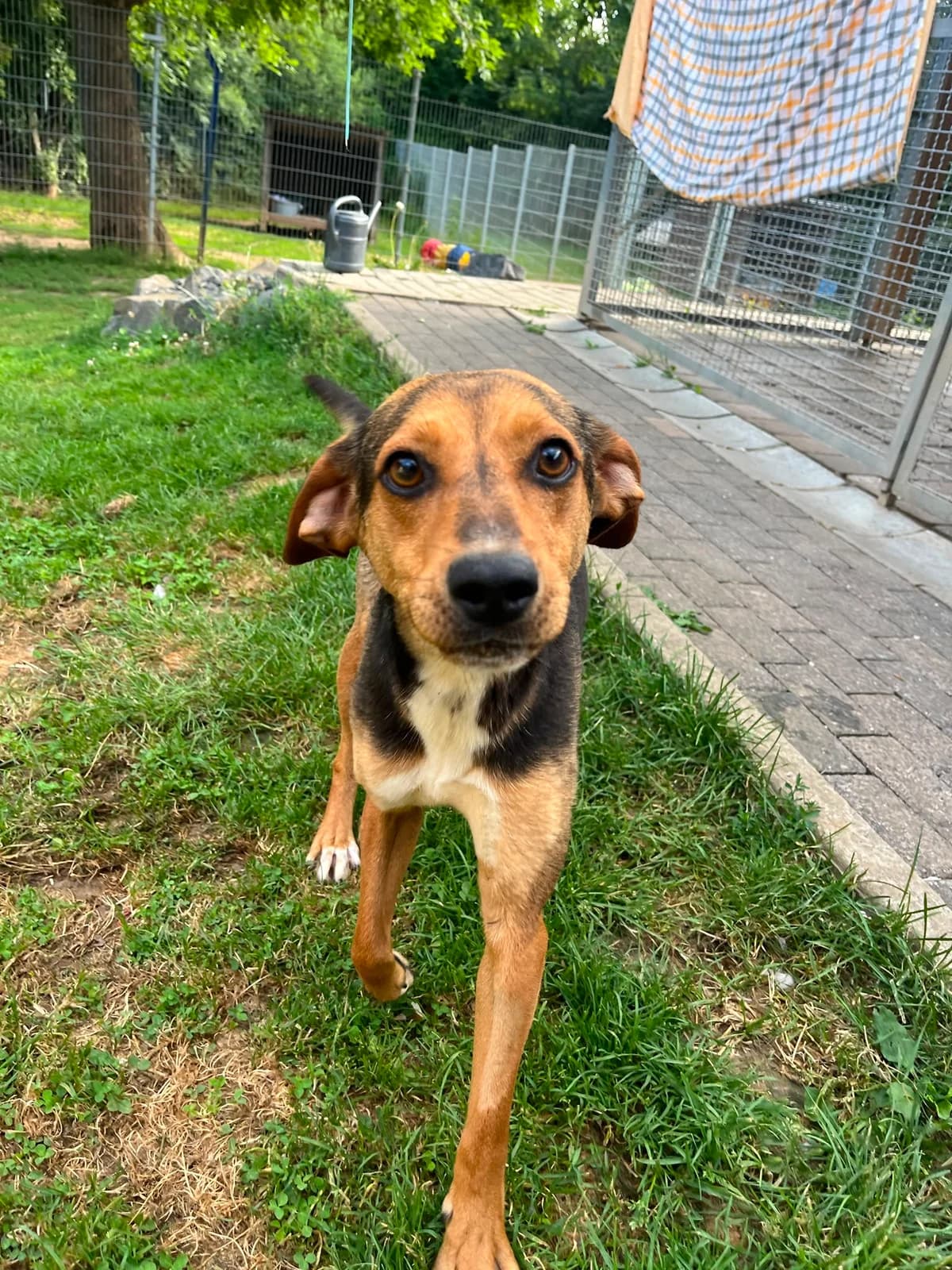 Mori, male young Mixed Breed for adoption at Tierschutzverein Bad Wildungen, Bad Wildungen