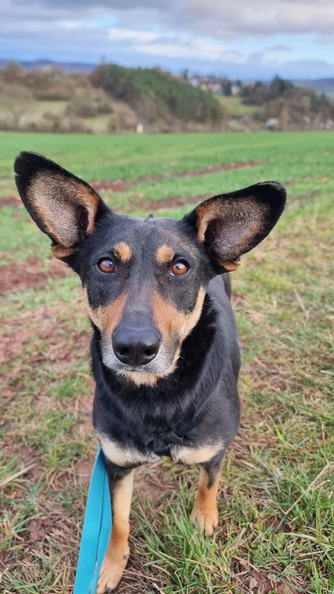 Nora, female 4yo Mixed Breed for adoption at Tierschutzverein Bad Wildungen, Bad Wildungen