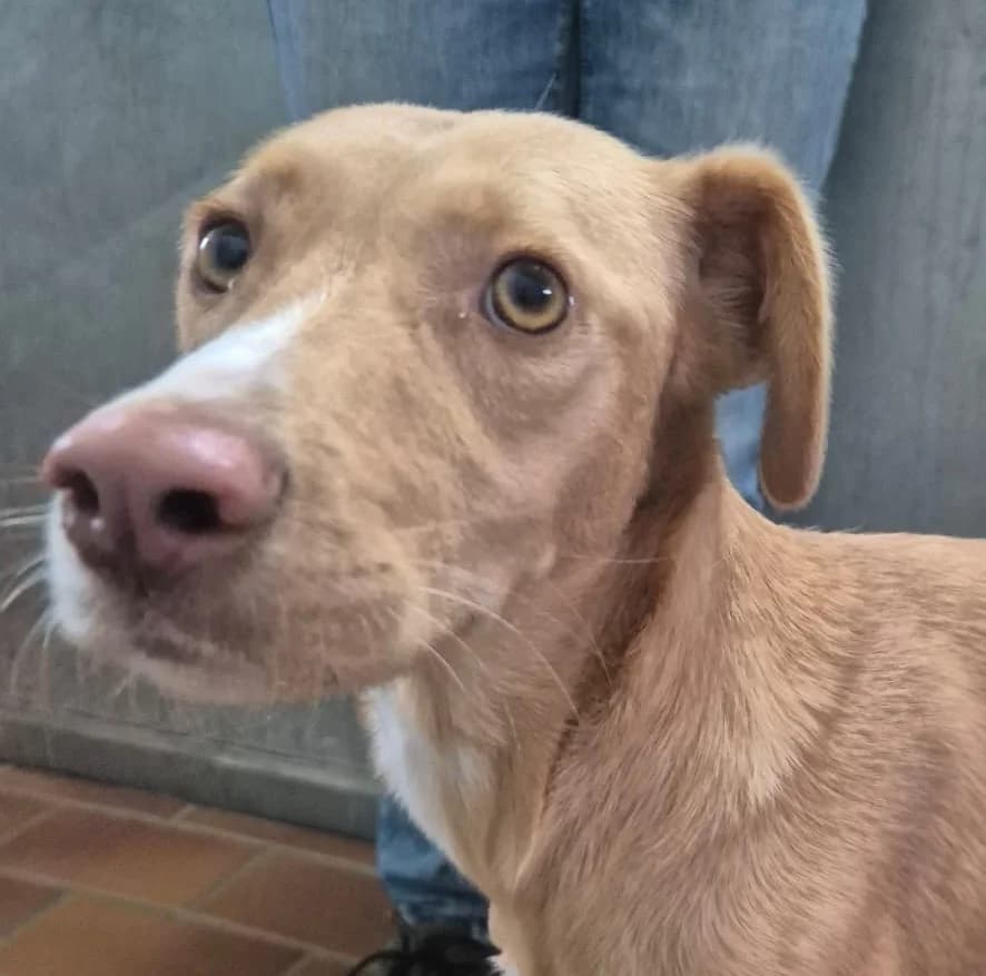 Odelle, female 3yo Mixed Breed for adoption at Tierschutzverein Bad Wildungen, Bad Wildungen
