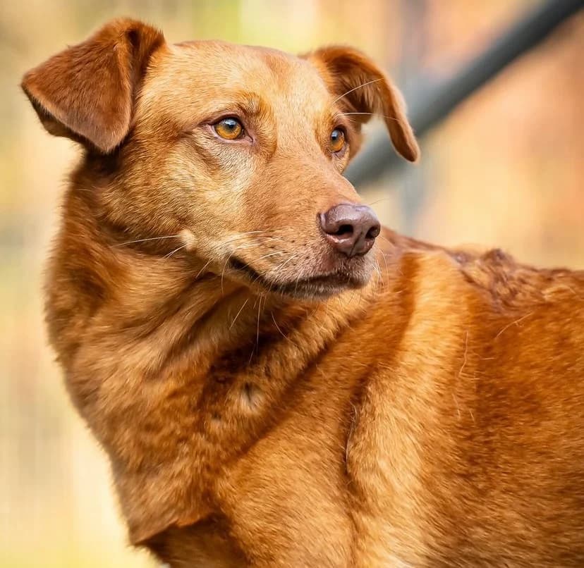 Oskar, male 7yo Mixed Breed for adoption at Tierschutzverein Bad Wildungen, Bad Wildungen