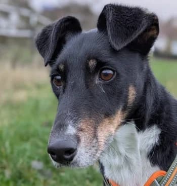 Paul, male senior mixed breed for adoption at Tierschutzverein Bad Wildungen, Bad Wildungen