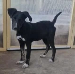 Raja, female puppy Mixed Breed for adoption at Tierschutzverein Bad Wildungen, Bad Wildungen