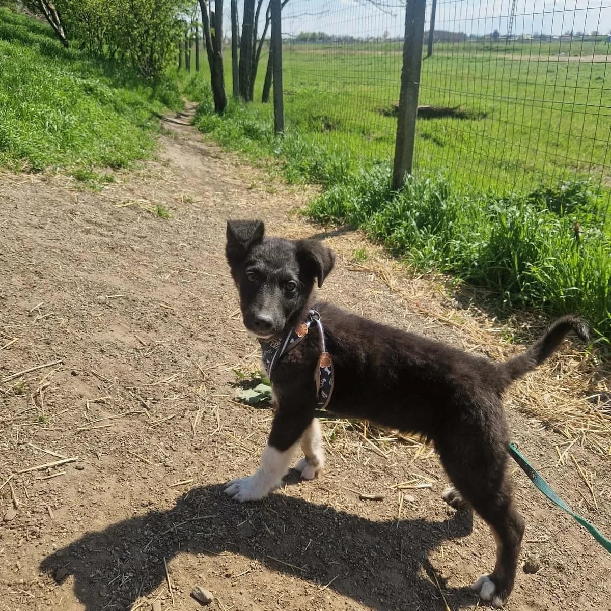 Rica, female young Mixed Breed for adoption at Tierschutzverein Bad Wildungen, Bad Wildungen