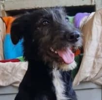 Ricky, male puppy Mixed Breed for adoption at Tierschutzverein Bad Wildungen, Bad Wildungen