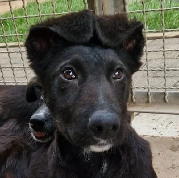 Rocky, male young Mixed Breed for adoption at Tierschutzverein Bad Wildungen, Bad Wildungen