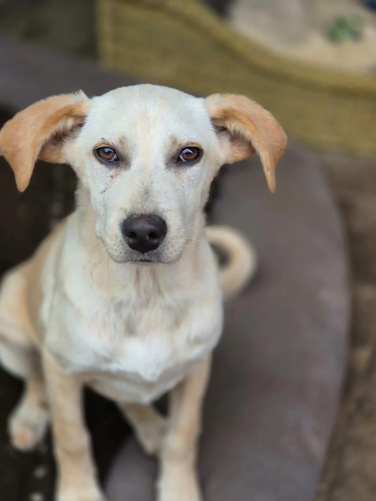Romy, female young Mixed Breed for adoption at Tierschutzverein Bad Wildungen, Bad Wildungen