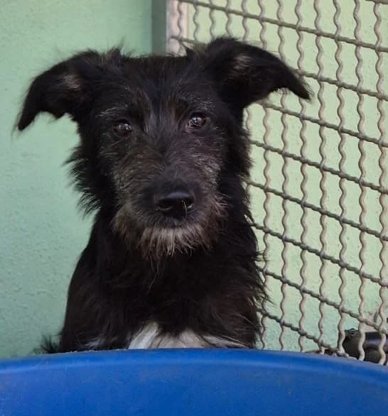 Ronja, female puppy Mixed Breed for adoption at Tierschutzverein Bad Wildungen, Bad Wildungen