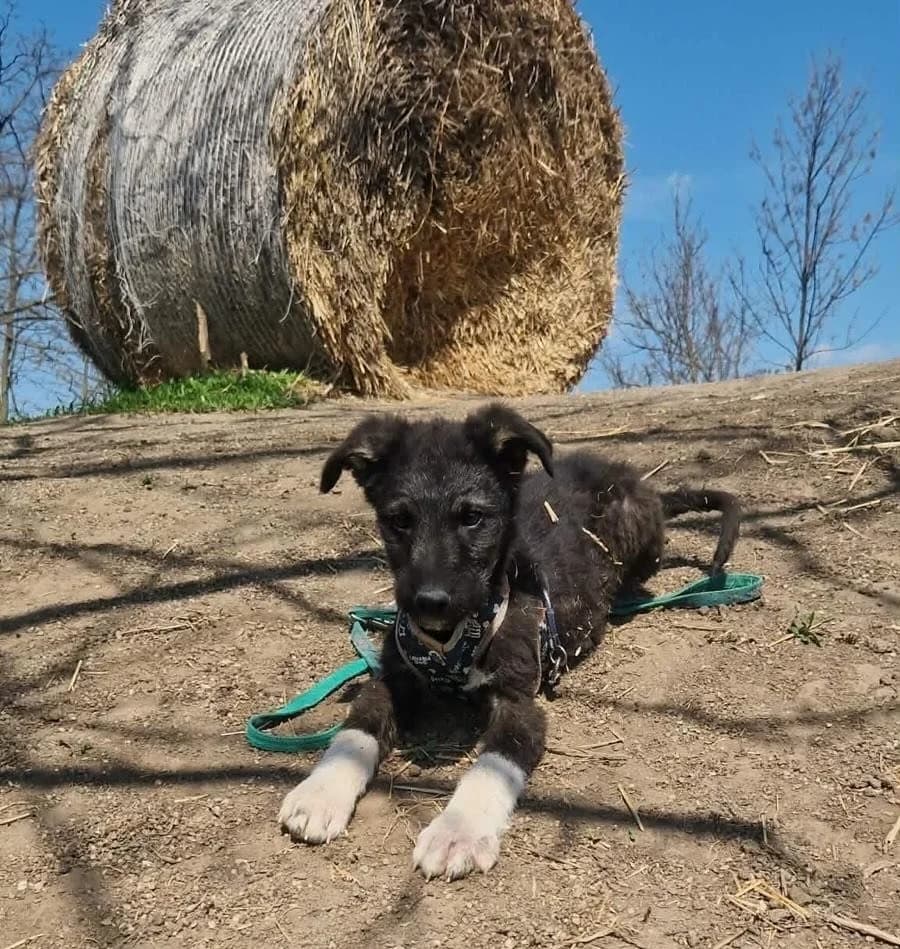 Rosalie, female young Mixed Breed for adoption at Tierschutzverein Bad Wildungen, Bad Wildungen