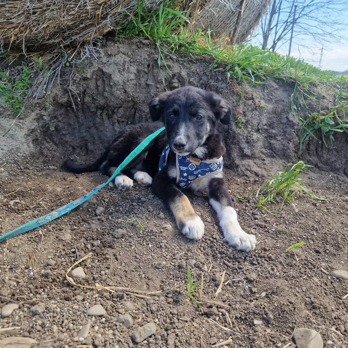 Roxy, female young Mixed Breed for adoption at Tierschutzverein Bad Wildungen, Bad Wildungen
