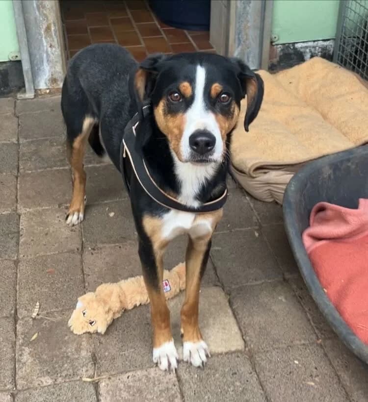 Sam, male 4yo mixed breed for adoption at Tierschutzverein Bad Wildungen, Bad Wildungen