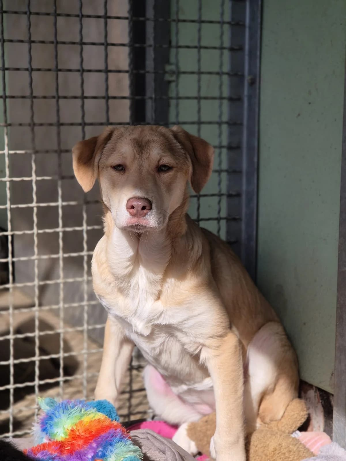 Samantha, female young Mixed Breed for adoption at Tierschutzverein Bad Wildungen, Bad Wildungen