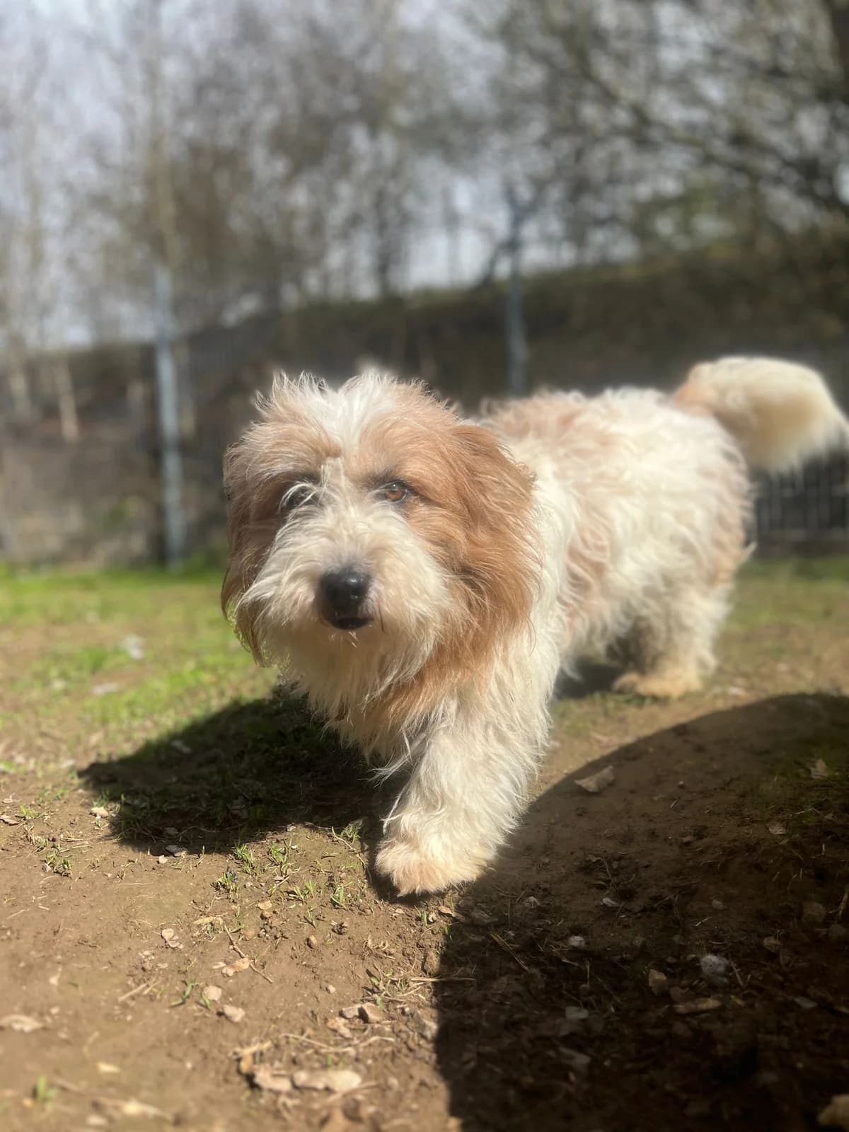 Scadi, male 3yo Mixed Breed for adoption at Tierschutzverein Bad Wildungen, Bad Wildungen
