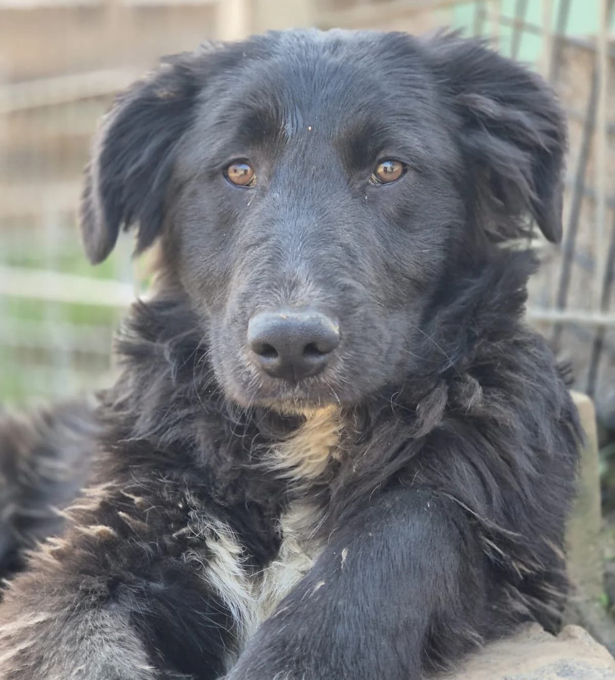Tetis, female young Mixed Breed for adoption at Tierschutzverein Bad Wildungen, Bad Wildungen