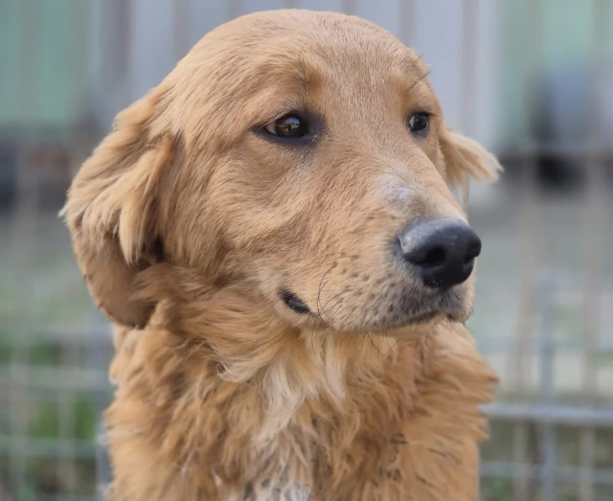 Titan, male young Mixed Breed for adoption at Tierschutzverein Bad Wildungen, Bad Wildungen