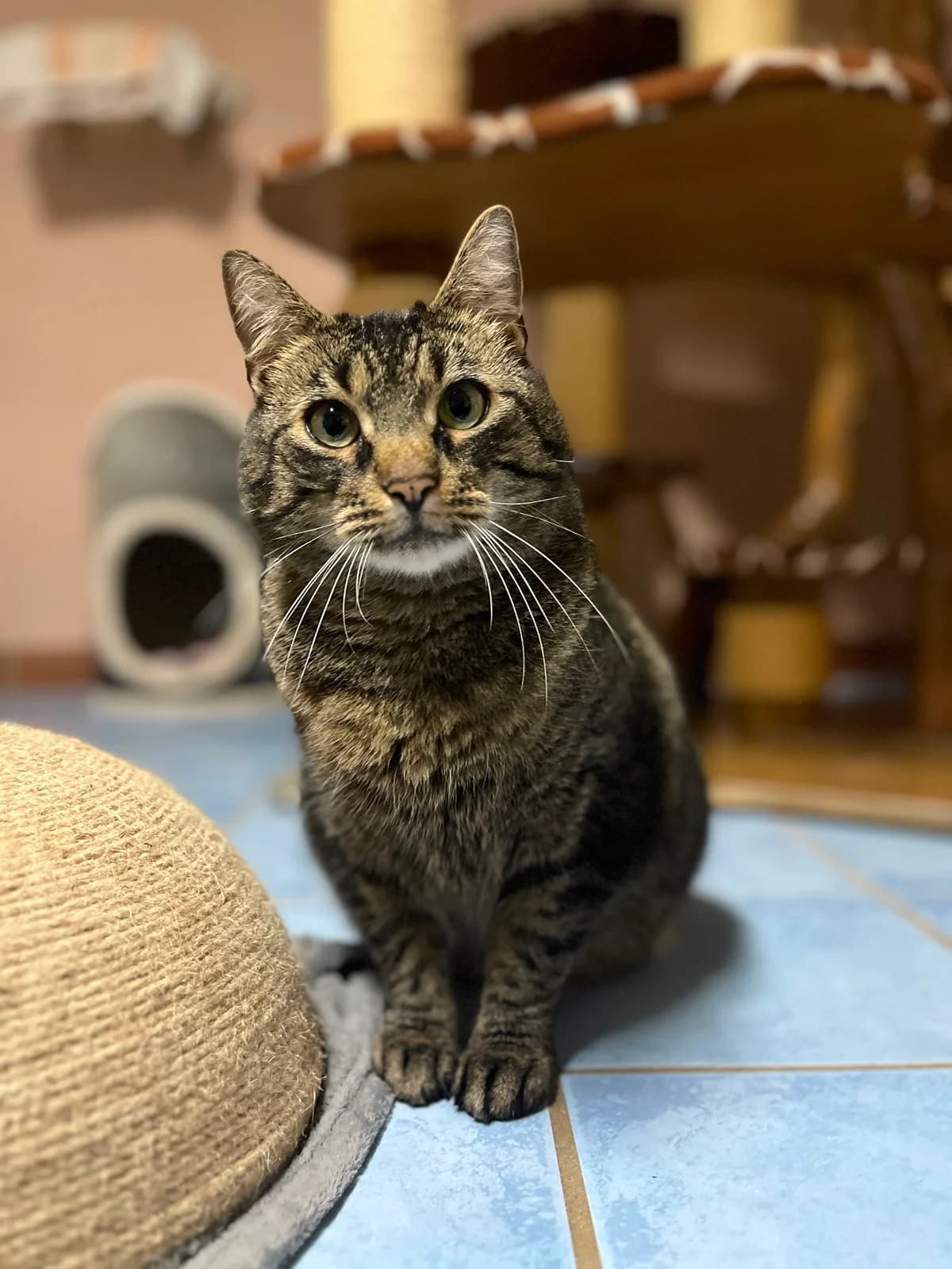 Birus, male 4yo European Shorthair for adoption at Tierschutzverein Bad Wildungen, Bad Wildungen