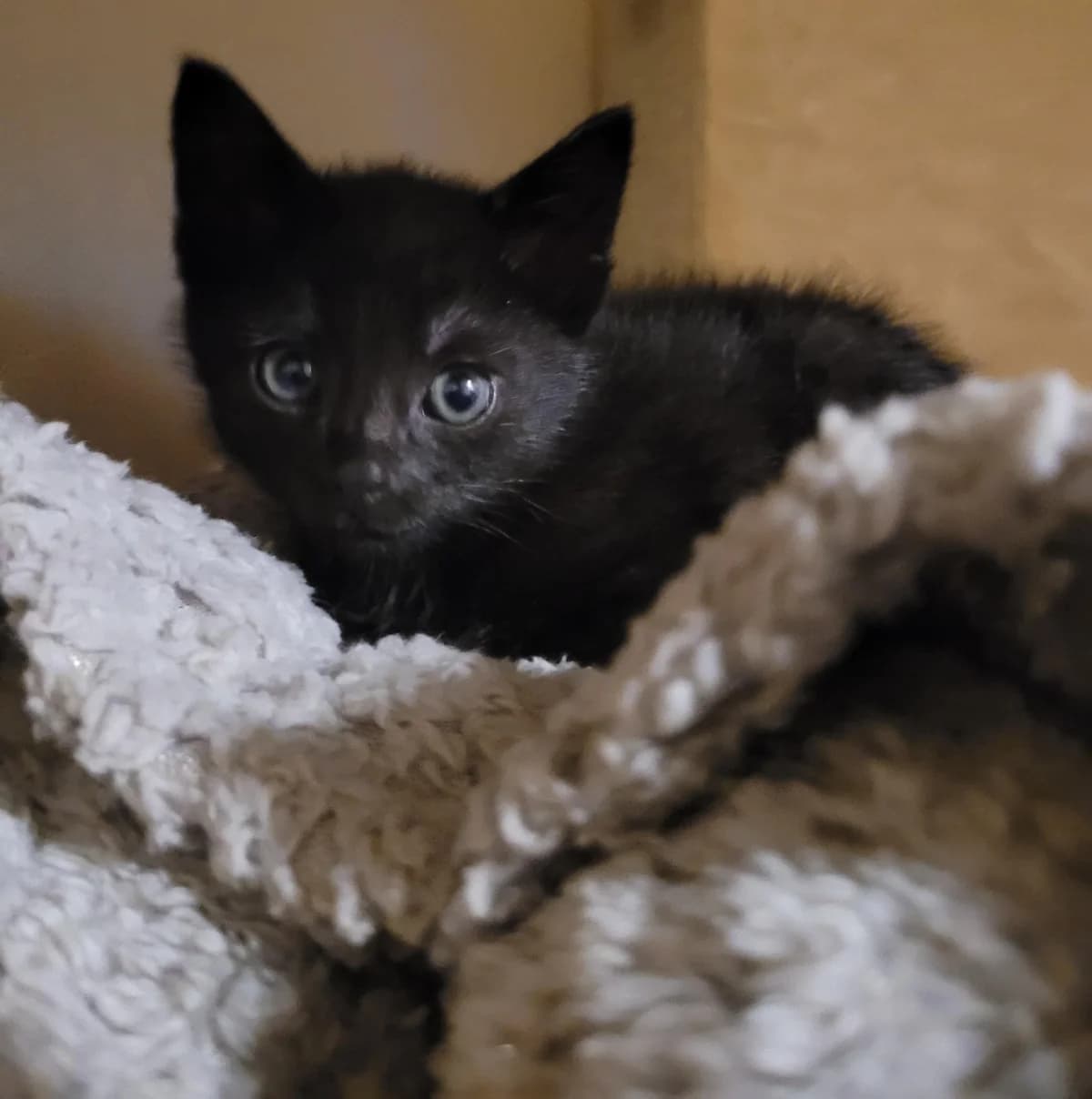 Bonnie, female puppy European Shorthair for adoption at Tierschutzverein Bad Wildungen, Bad Wildungen