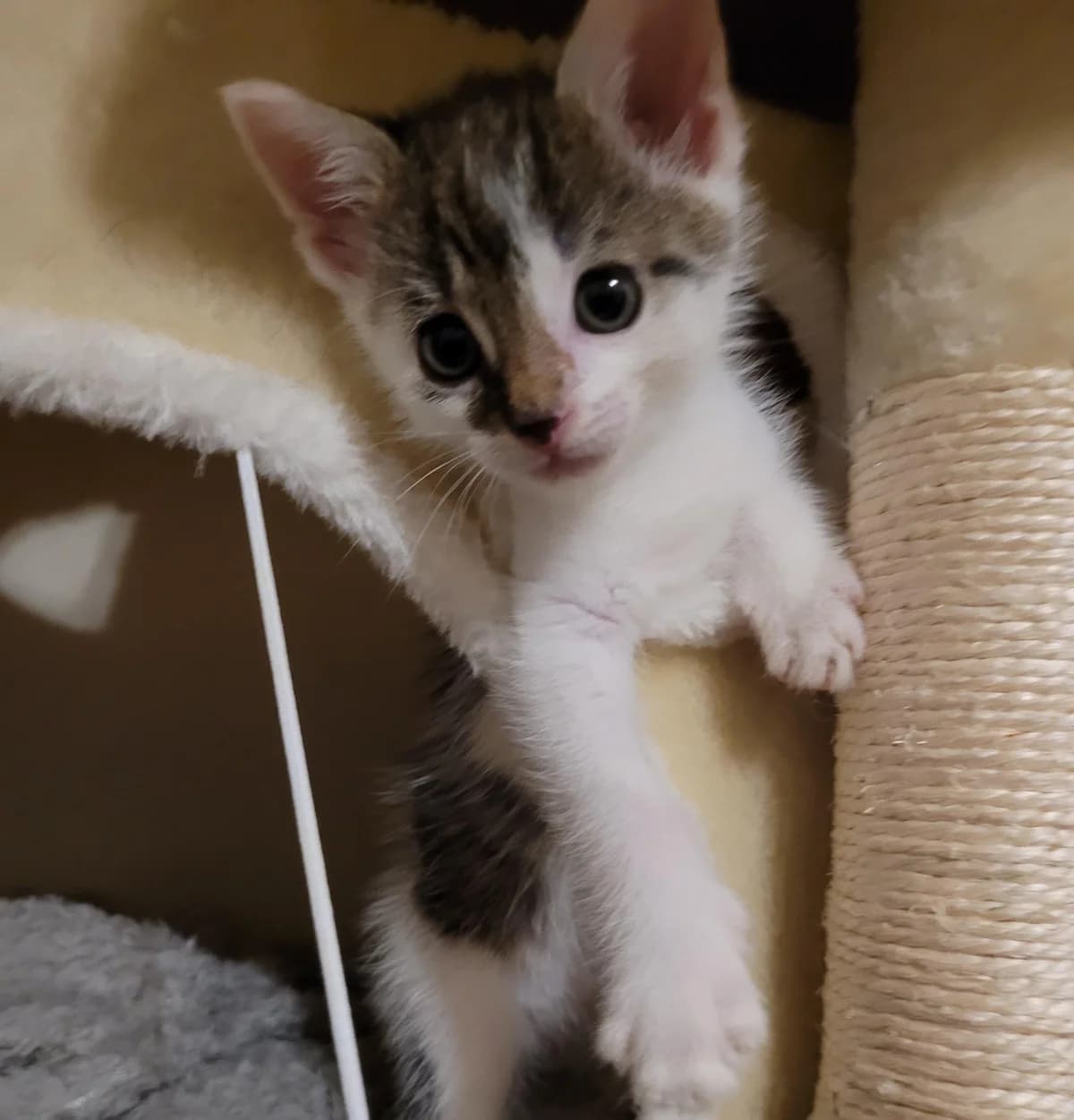 Bosse, male puppy European Shorthair for adoption at Tierschutzverein Bad Wildungen, Bad Wildungen