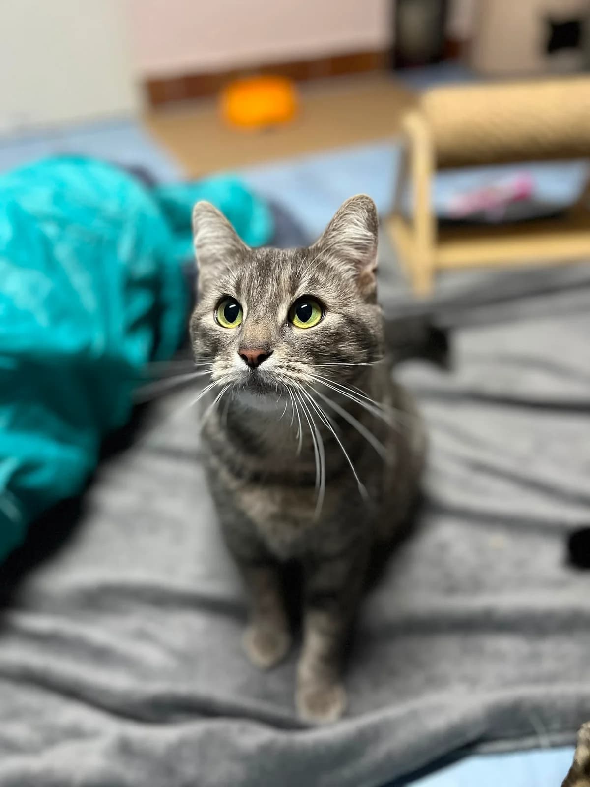 Ceylan, female 4yo European Shorthair for adoption at Tierschutzverein Bad Wildungen, Bad Wildungen
