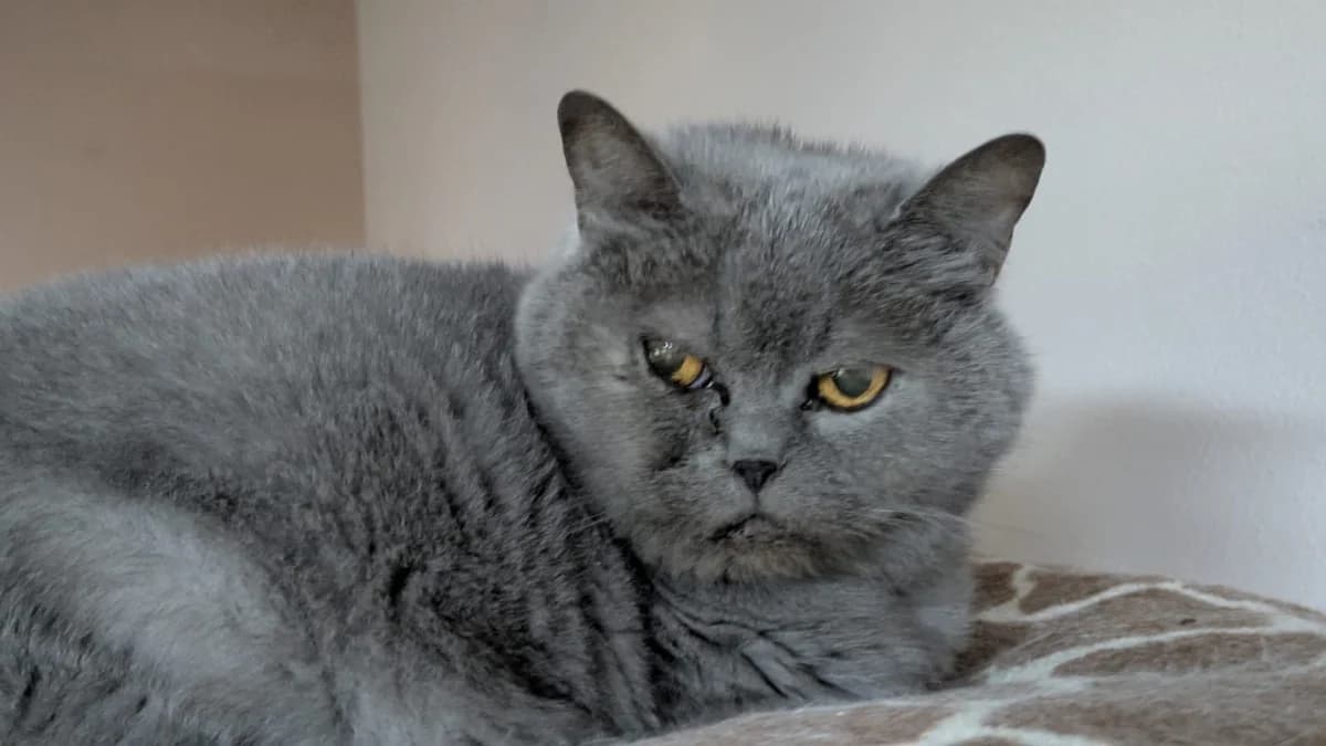 Chaya, female senior British Shorthair for adoption at Tierschutzverein Bad Wildungen, Bad Wildungen