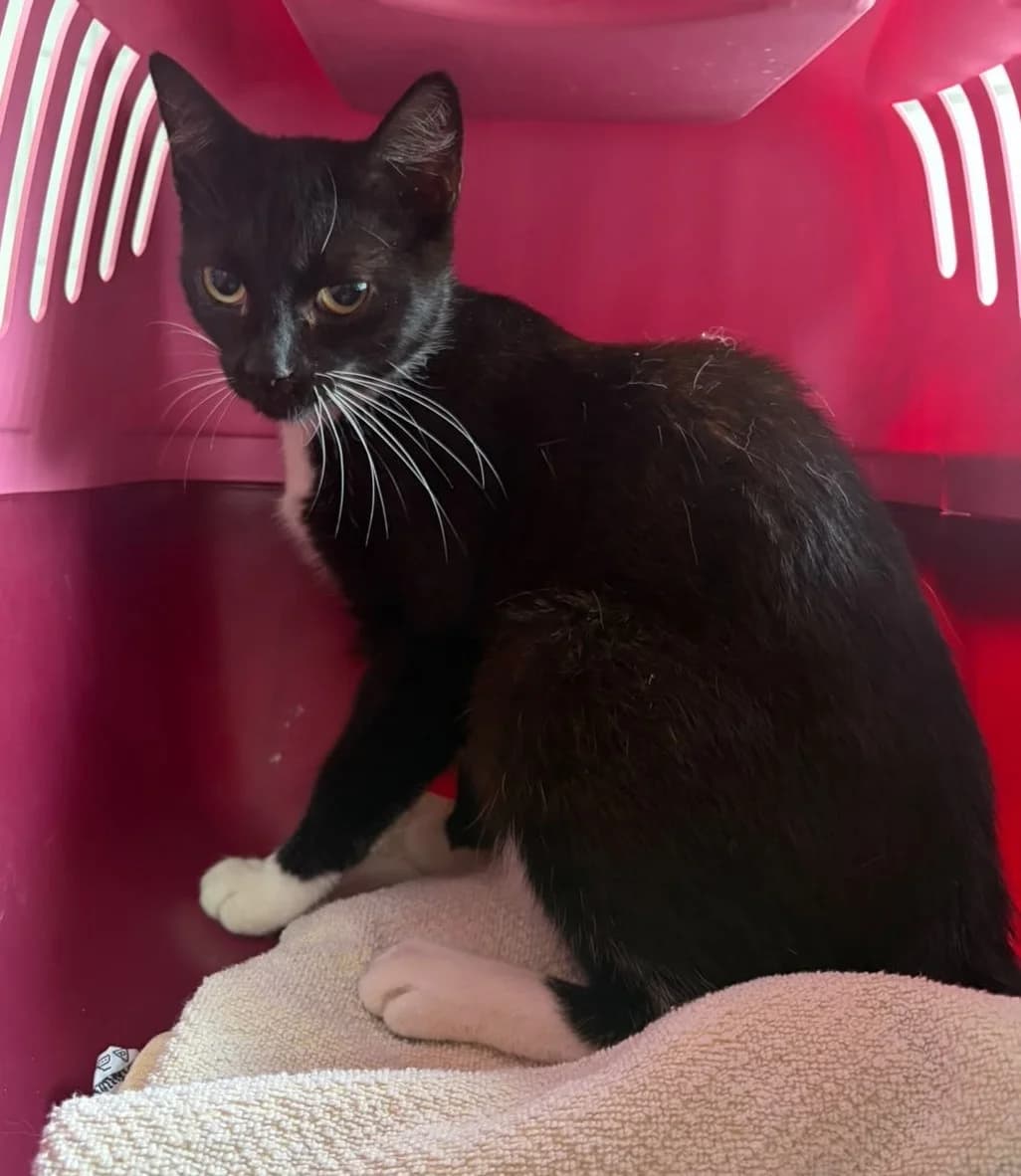 Fenchel, female young European Shorthair for adoption at Tierschutzverein Bad Wildungen, Bad Wildungen