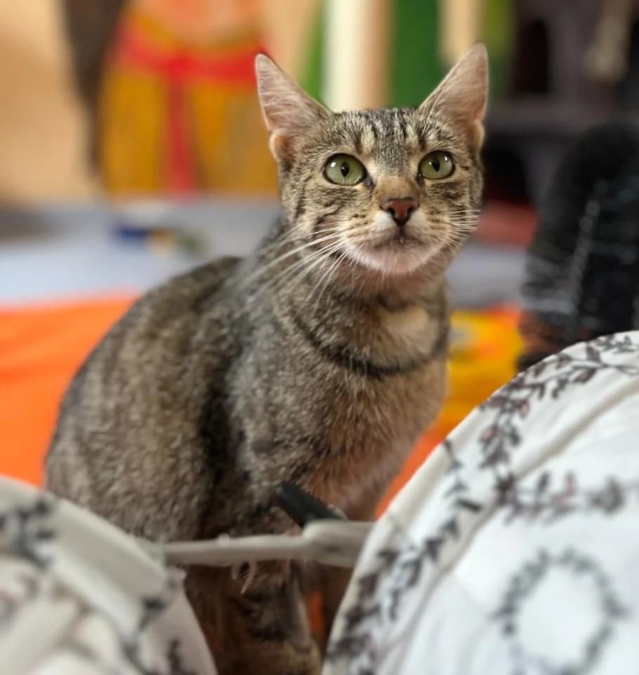 Finja, female European Shorthair for adoption at Tierschutzverein Bad Wildungen, Bad Wildungen