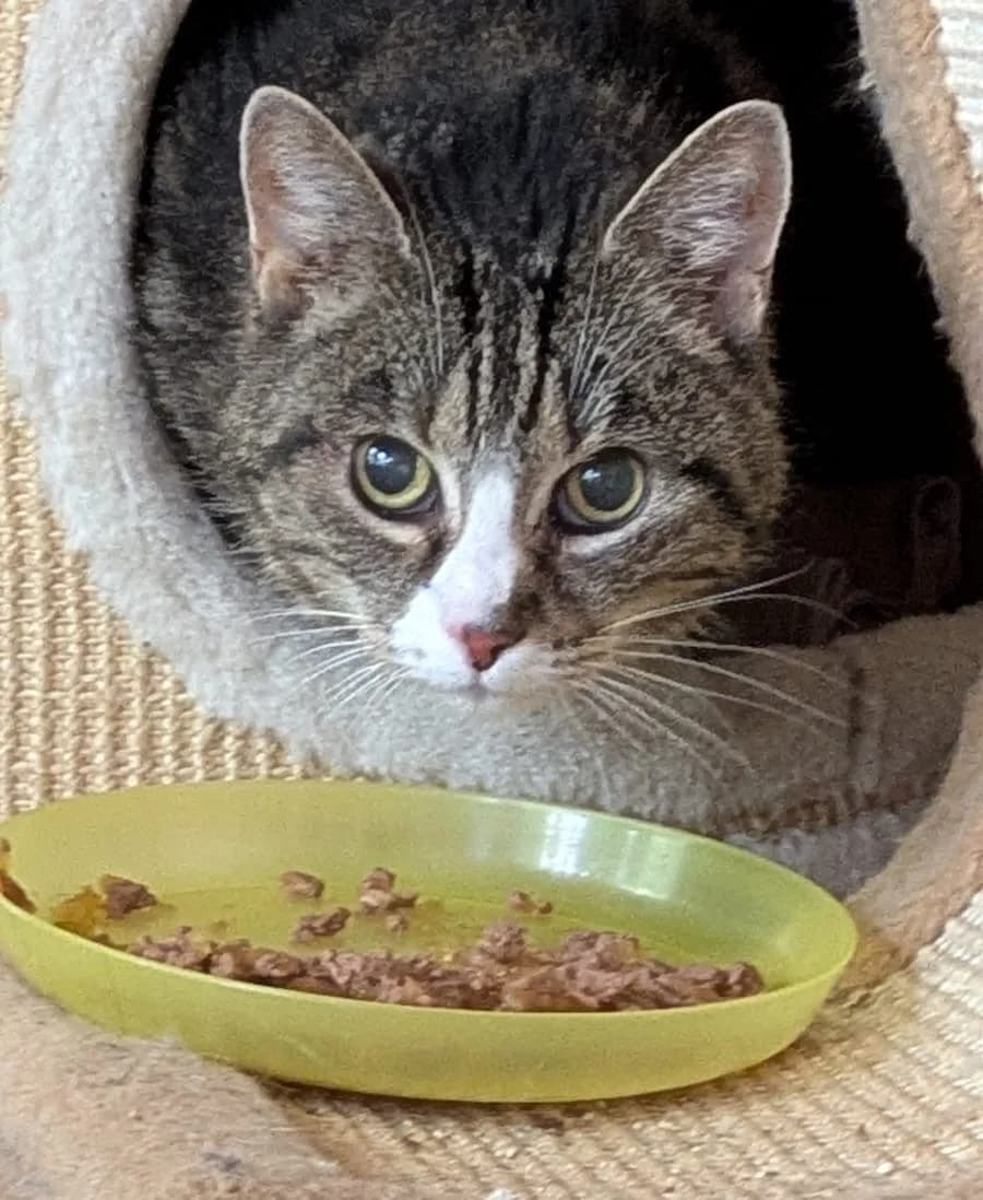 Flöckchen, female senior European Shorthair for adoption at Tierschutzverein Bad Wildungen, Bad Wildungen