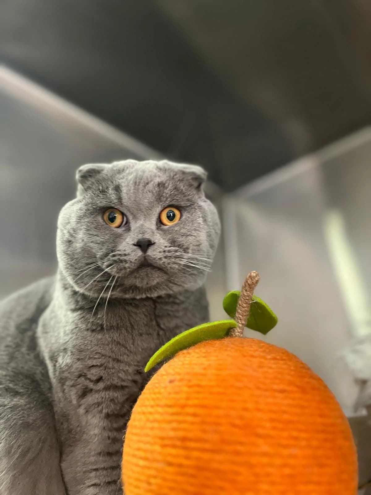 Gandy, male young British Shorthair for adoption at Tierschutzverein Bad Wildungen, Bad Wildungen