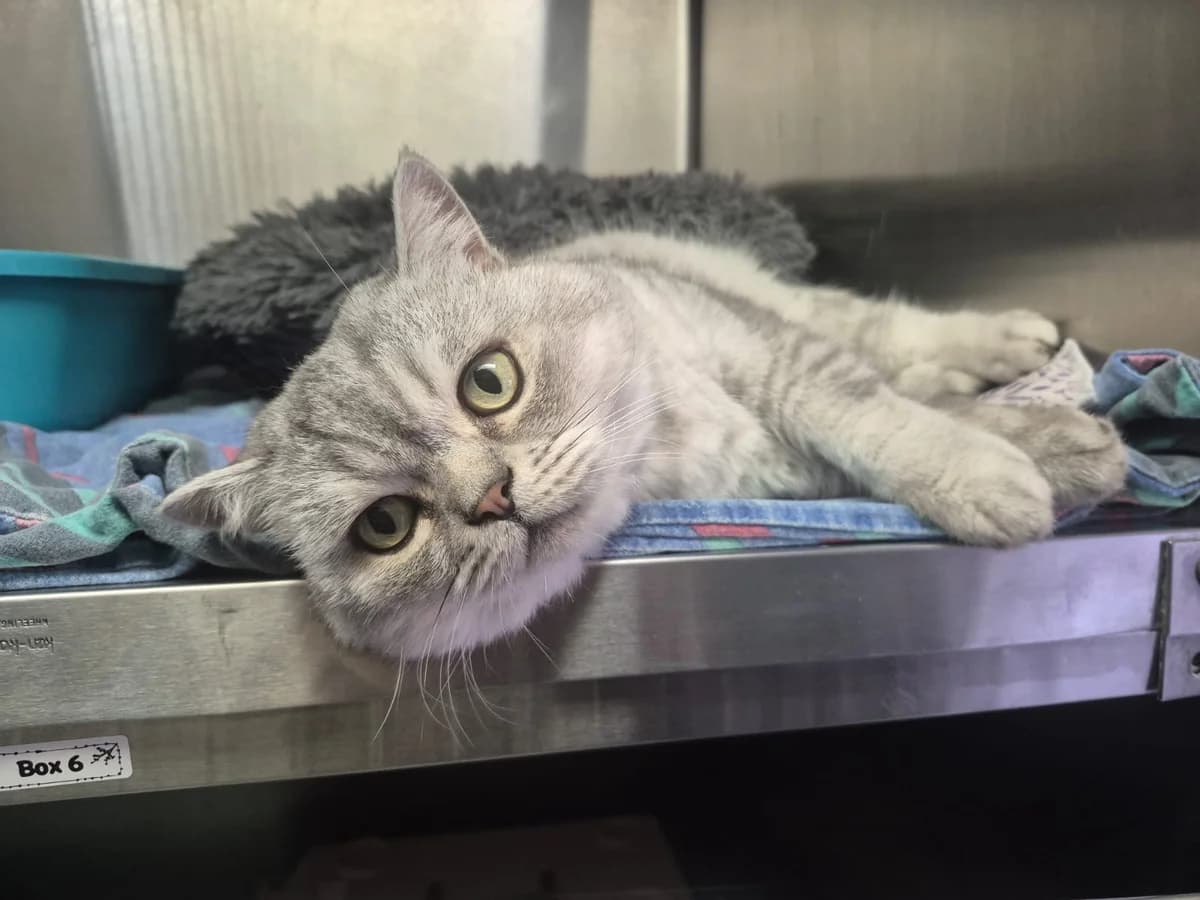 Herbie, male British Shorthair for adoption at Tierschutzverein Bad Wildungen, Bad Wildungen