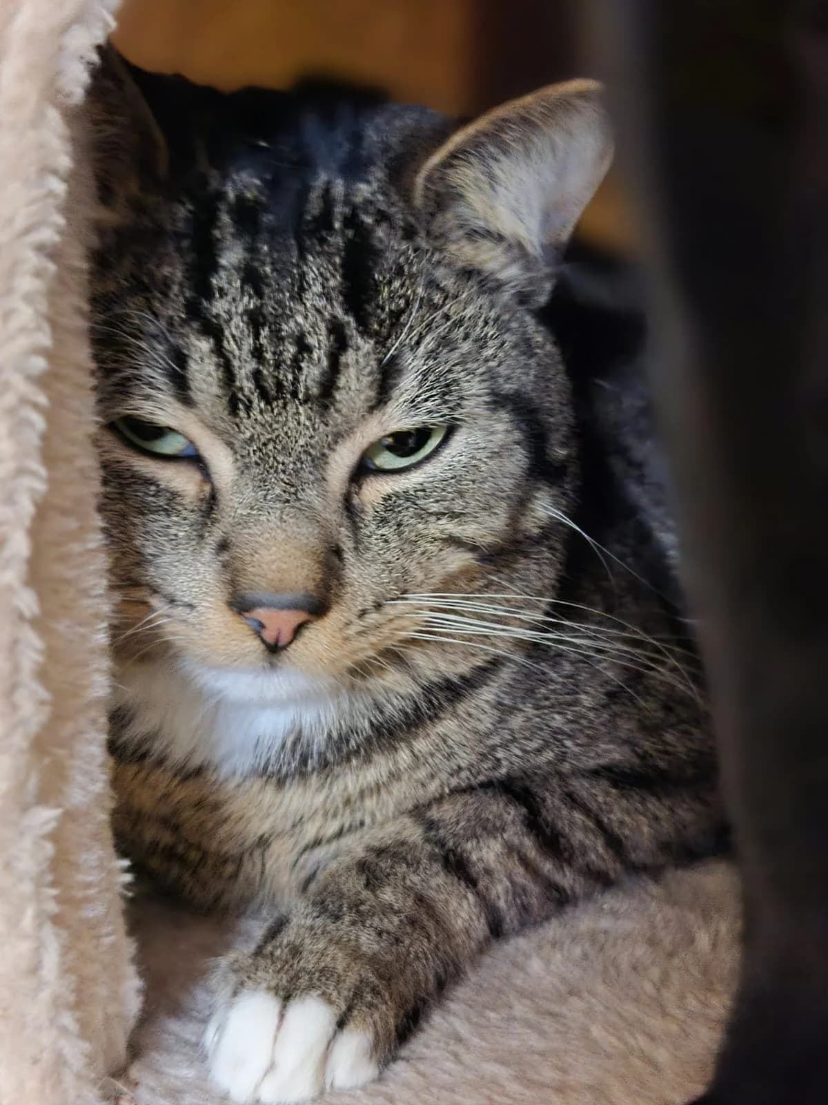 Lasse, male 4yo European Shorthair for adoption at Tierschutzverein Bad Wildungen, Bad Wildungen