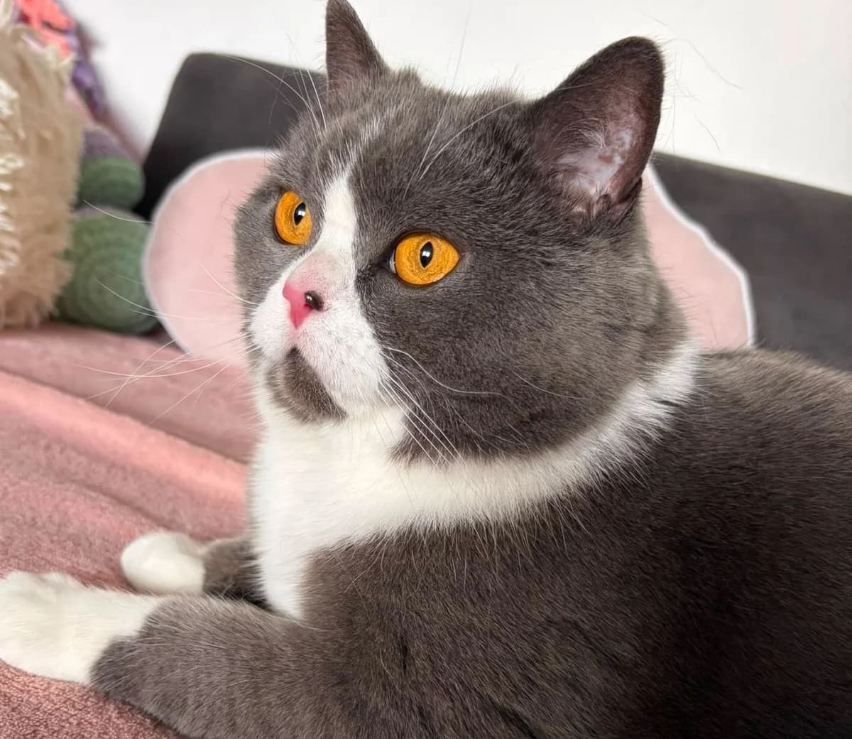 Layla, female 3yo British Shorthair for adoption at Tierschutzverein Bad Wildungen, Bad Wildungen