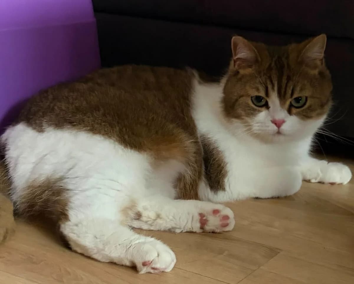 Leo, male young British Shorthair for adoption at Tierschutzverein Bad Wildungen, Bad Wildungen