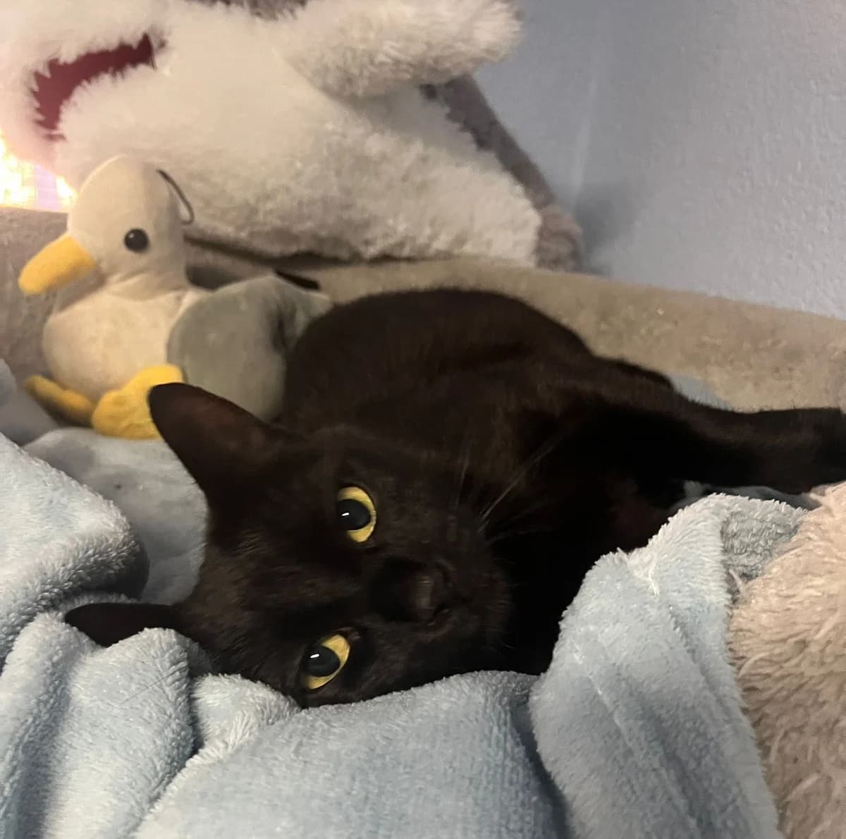 Lorelei, female European Shorthair for adoption at Tierschutzverein Bad Wildungen, Bad Wildungen