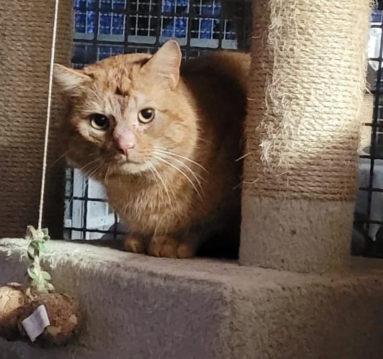 Marv, male 3yo European Shorthair for adoption at Tierschutzverein Bad Wildungen, Bad Wildungen